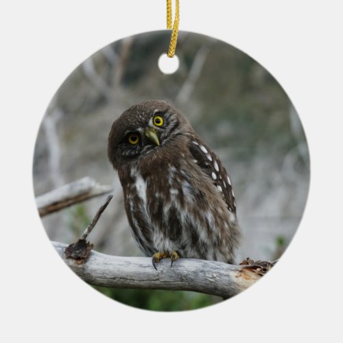 Northern Pygmy Owl Ceramic Ornament