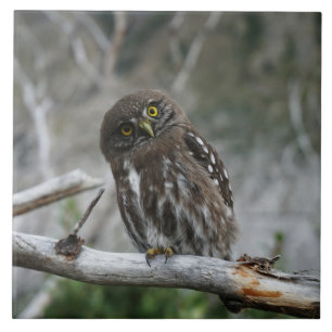 Northern Pygmy Owl Ceramic Tile