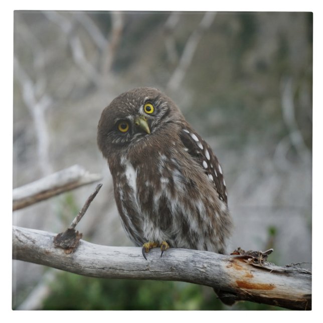 Northern Pygmy Owl Ceramic Tile (Front)
