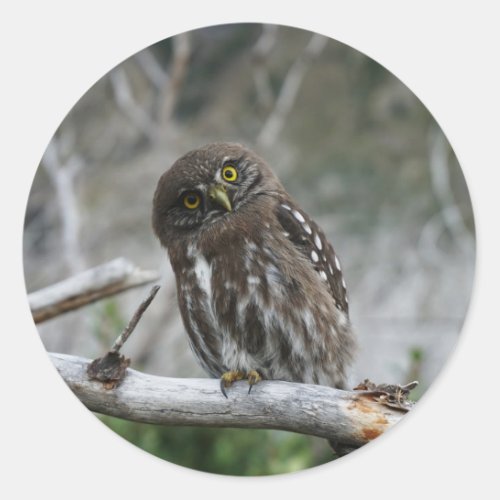 Northern Pygmy Owl Classic Round Sticker