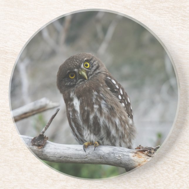 Northern Pygmy Owl Coaster (Front)