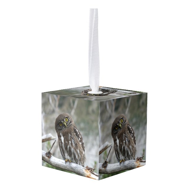 Northern Pygmy Owl Cube Ornament (Back Angled)