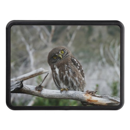 Northern Pygmy Owl Hitch Cover