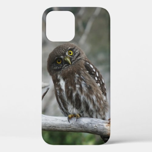 Northern Pygmy Owl iPhone 12 Case