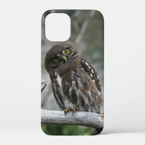Northern Pygmy Owl iPhone 12 Mini Case