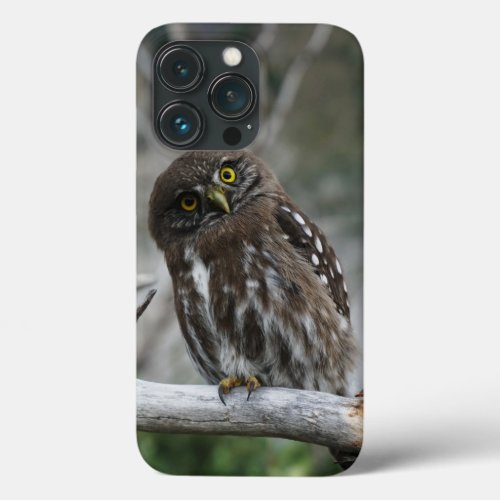 Northern Pygmy Owl iPhone 13 Pro Case