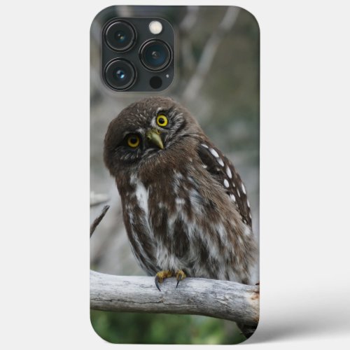 Northern Pygmy Owl iPhone 13 Pro Max Case