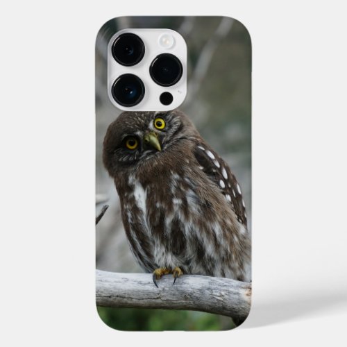 Northern Pygmy Owl iPhone 14 Pro Case
