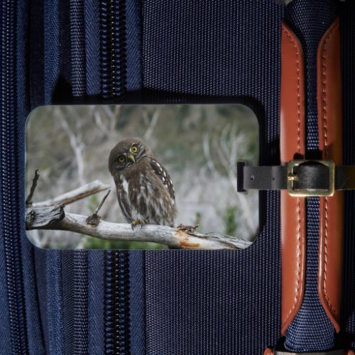 Northern Pygmy Owl Luggage Tag