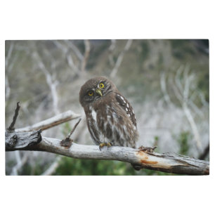 Northern Pygmy Owl Metal Print