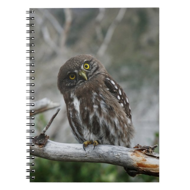Northern Pygmy Owl Notebook (Front)