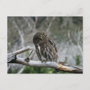 Northern Pygmy Owl Postcard