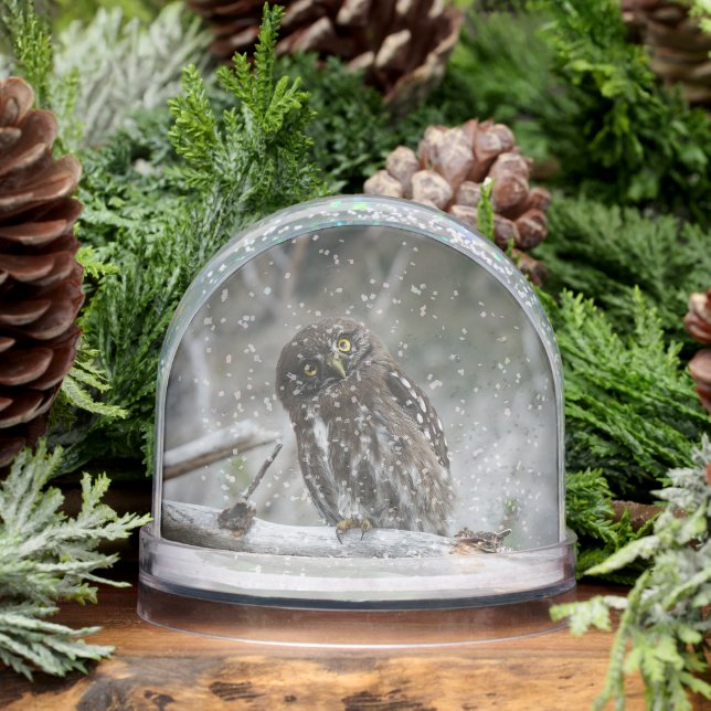 Northern Pygmy Owl Snow Globe (Winter)