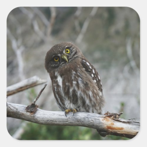 Northern Pygmy Owl Square Sticker