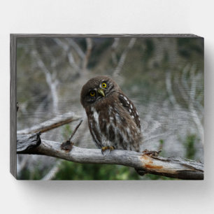 Northern Pygmy Owl Wooden Box Sign