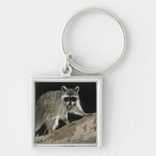 Northern Raccoon, Procyon lotor, adult at 2 Keychain