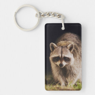 Northern Raccoon, Procyon lotor, adult at Keychain