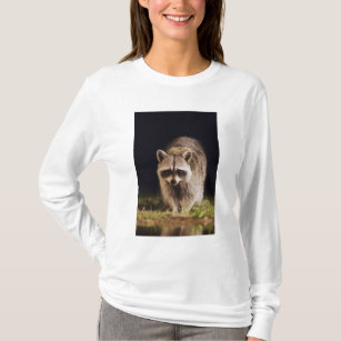 Northern Raccoon, Procyon lotor, adult at T-Shirt