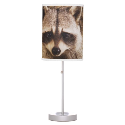 Northern Raccoon Procyon lotor adult at Table Lamp