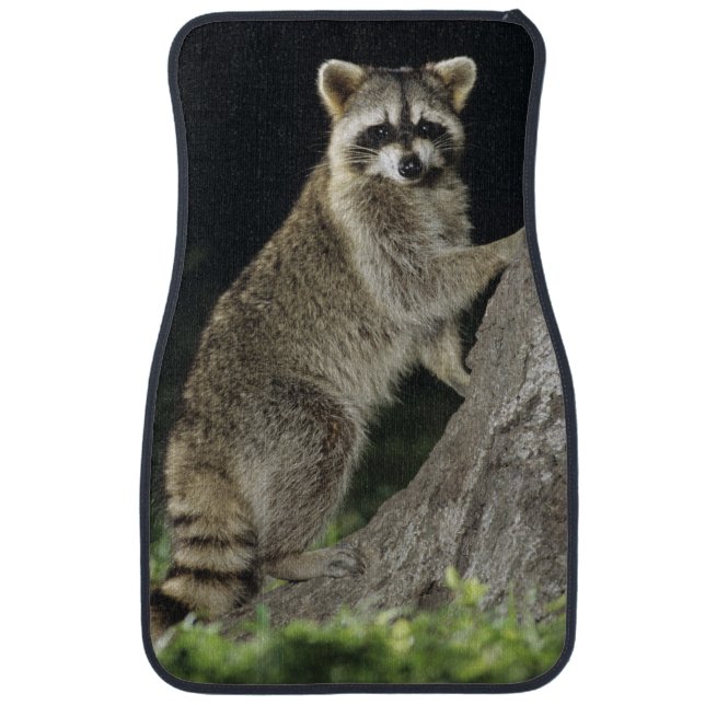 Northern Raccoon, Procyon lotor, adult at tree Car Mat (Front)
