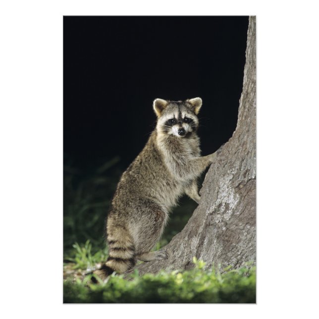 Northern Raccoon, Procyon lotor, adult at tree Photo Print (Front)