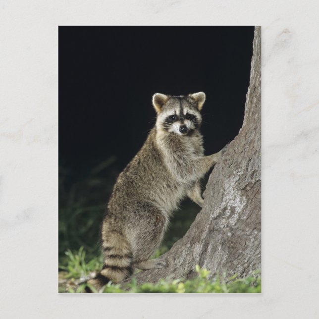 Northern Raccoon, Procyon lotor, adult at tree Postcard (Front)