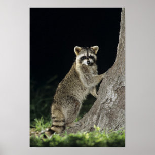 Northern Raccoon, Procyon lotor, adult at tree Poster