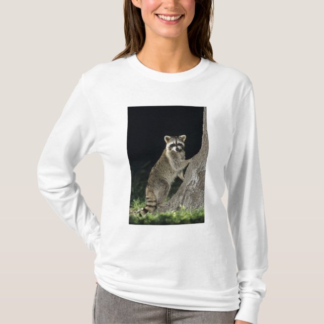 Northern Raccoon, Procyon lotor, adult at tree T-Shirt (Front)