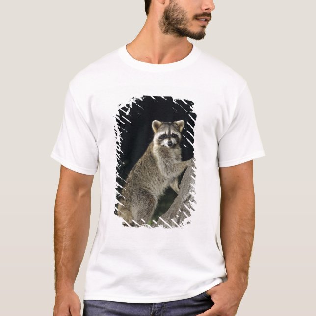 Northern Raccoon, Procyon lotor, adult at tree T-Shirt (Front)
