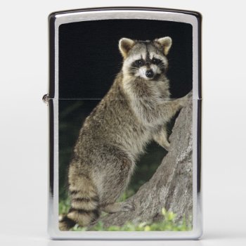 Northern Raccoon  Procyon Lotor  Adult At Tree Zippo Lighter by theworldofanimals at Zazzle