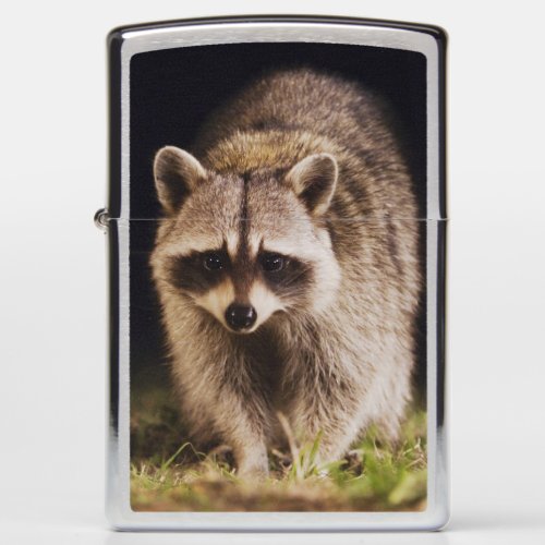 Northern Raccoon Procyon lotor adult at Zippo Lighter