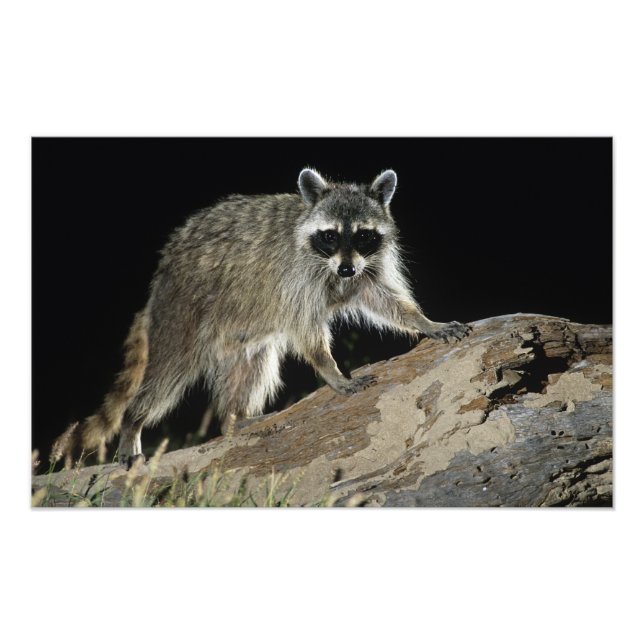 Northern Raccoon, Procyon lotor Photo Print (Front)