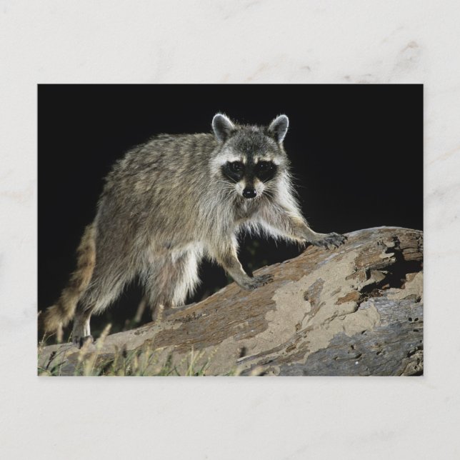 Northern Raccoon, Procyon lotor Postcard (Front)