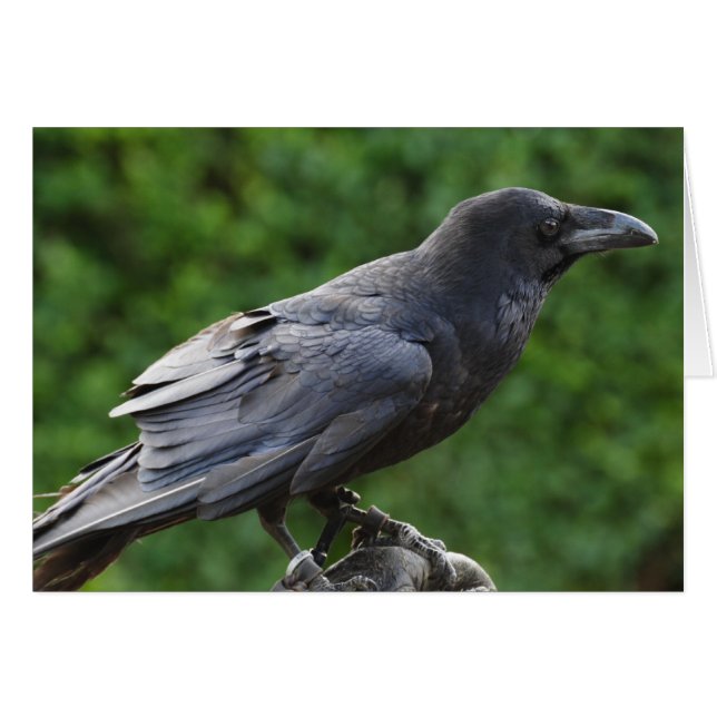 Northern Raven Cards (Front Horizontal)
