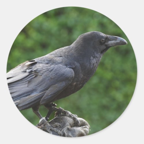 Northern Raven Classic Round Sticker