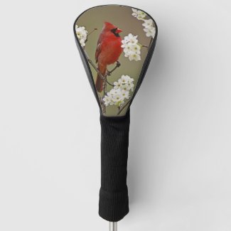 Northern Red Cardinal Among Blossoms of Pear Tree
