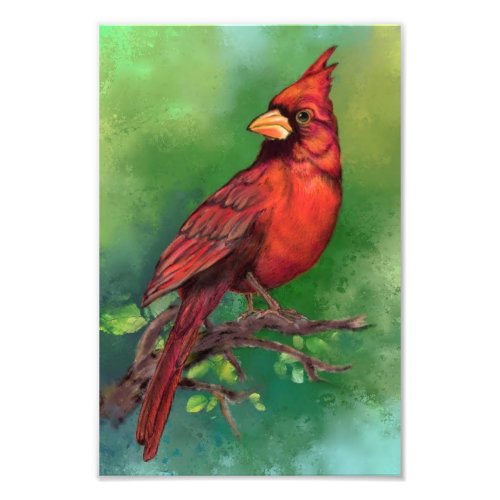 Northern Red Cardinal Bird Photo Print