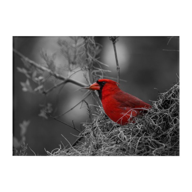 Northern Red Cardinal - Bird Photography Acrylic Print (Front)