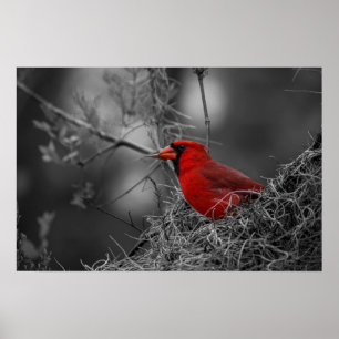 Northern Red Cardinal - Bird Photography Poster