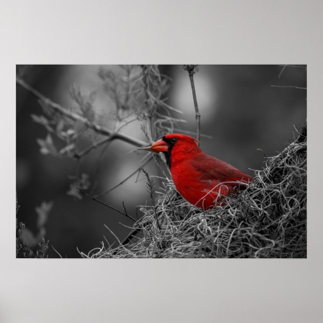 Northern Red Cardinal - Bird Photography Poster (Front)