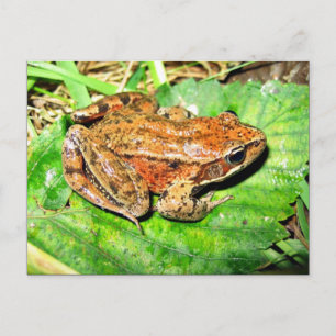 Northern Red legged frog Postcard
