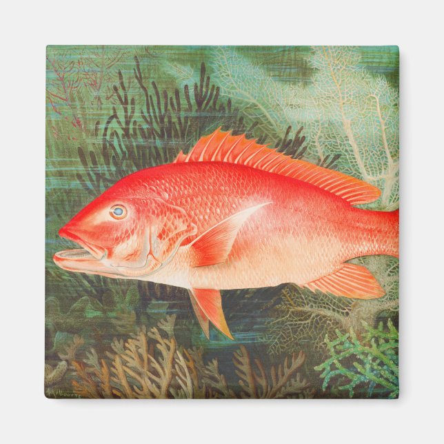Northern Red Snapper fish vintage Magnet (Front)