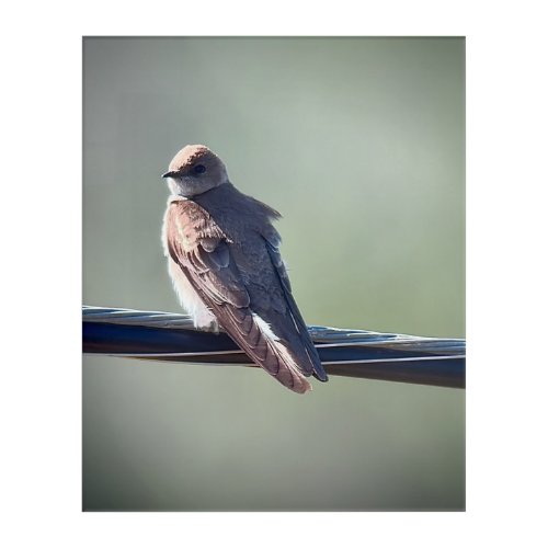 Northern Rough_winged Swallow Acrylic Print