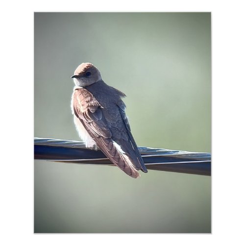 Northern Rough_winged Swallow Photo Print