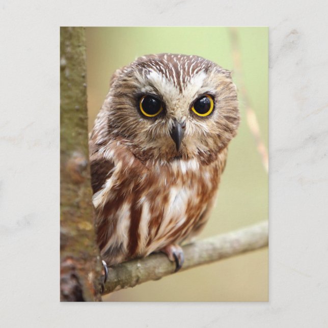 Northern Saw-whet Owl (Aegolius acadicus) Postcard (Front)