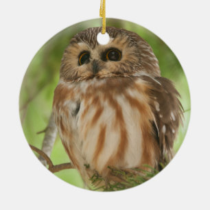 Northern Saw-whet Owl Ceramic Ornament