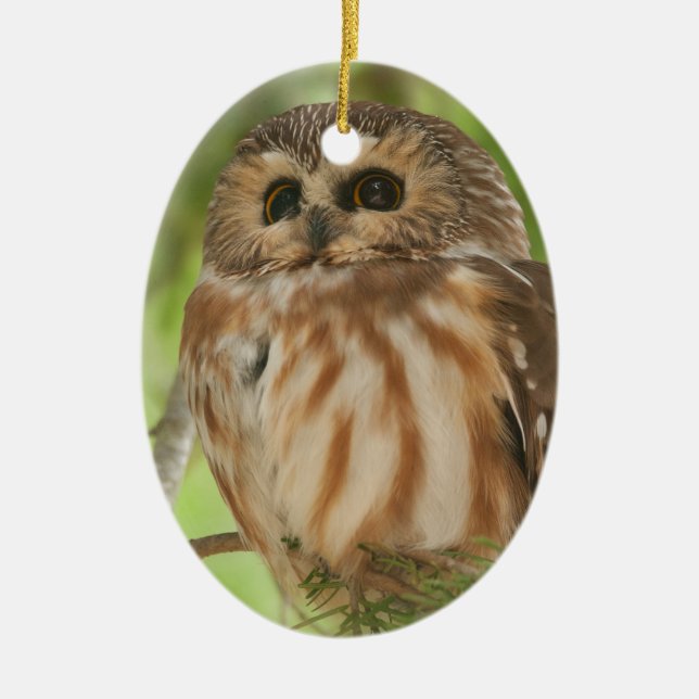 Northern Saw-whet Owl Ceramic Ornament (Front)