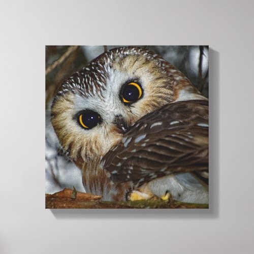 Northern Saw_whet Owl Close_up 12x12 Canvas Print