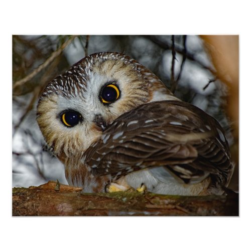 Northern Saw_whet Owl Close_up 16x20 Photo Print