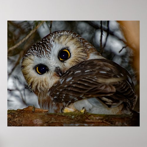 Northern Saw_whet Owl Close_up 16x20 Poster